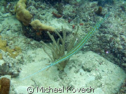 Trumpet fish on the inside reef at Lauderdale by the Sea by Michael Kovach 